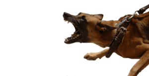 Man Bitten by Dog on Walker Street [Glenn County, CA]