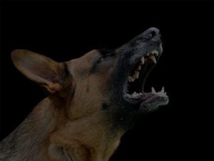 Officer Injured after Dog Attack Incident near 43rd Avenue and Medlock Drive [Phoenix, AZ]