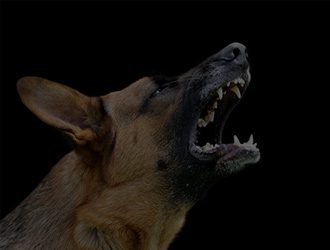 Soon Han Killed after Dog Attack on Vinton Street and Mesa Road [Baldy Mesa, CA]